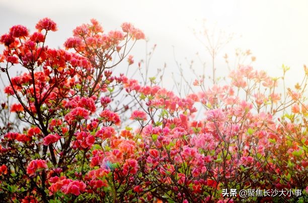 湖南省浏阳市有多少个镇,湖南省浏阳曾经是个市吗