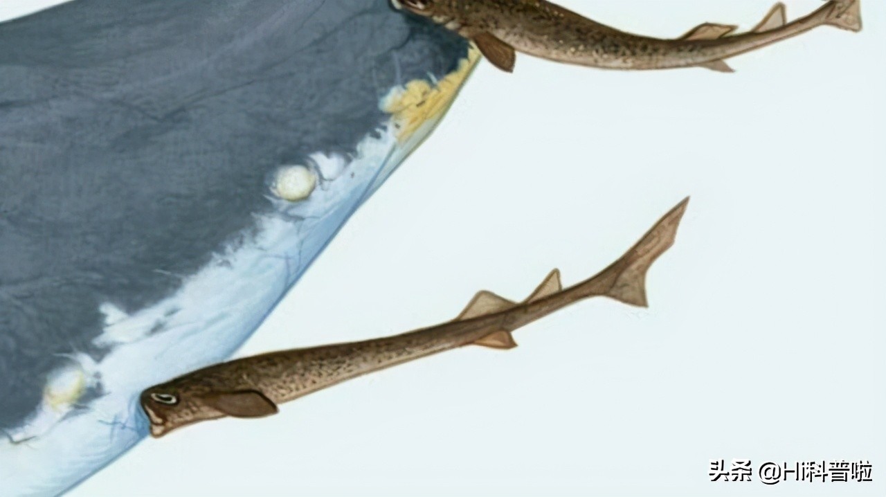 鐢熷悆铏庨哺鍜屽ぇ鐧介波鍜牬娼滆墖,澶х櫧椴ㄨ兘鍜牬铏庨哺