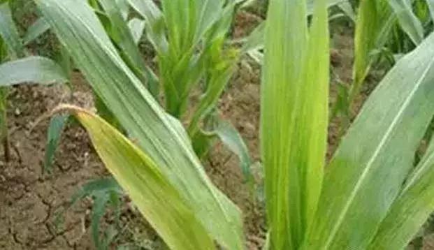 玉米缺苗断垄,玉米苗缺苗断垄怎么办呀
