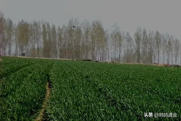 一亩土地等于多少平米,一亩地是多少平方米怎么换算出来