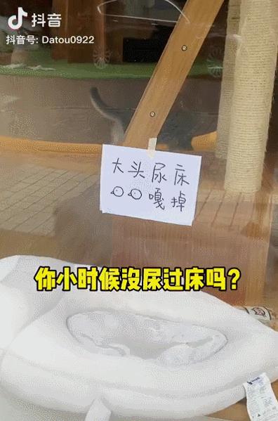 抖音特别能尿床的猫,猫咪尿床发抖音