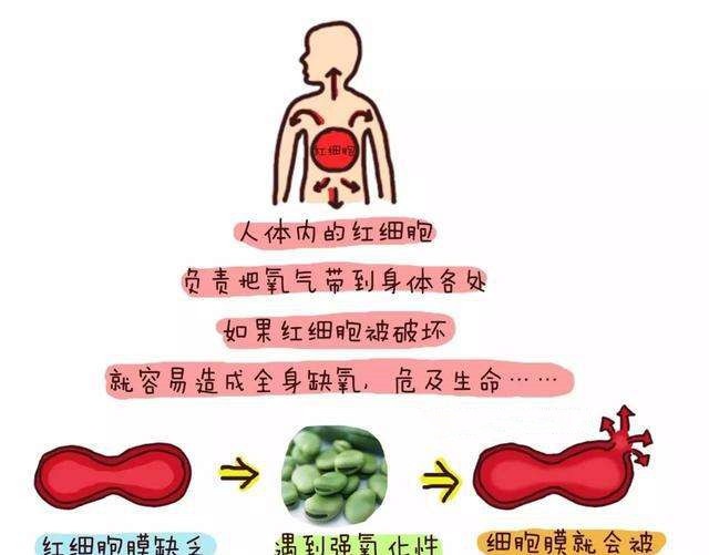 蚕豆的禁用药,蚕豆病禁用的中药有
