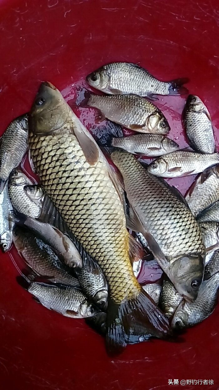 冬季七星漂传统钓该怎么钓,野钓七星漂传统钓