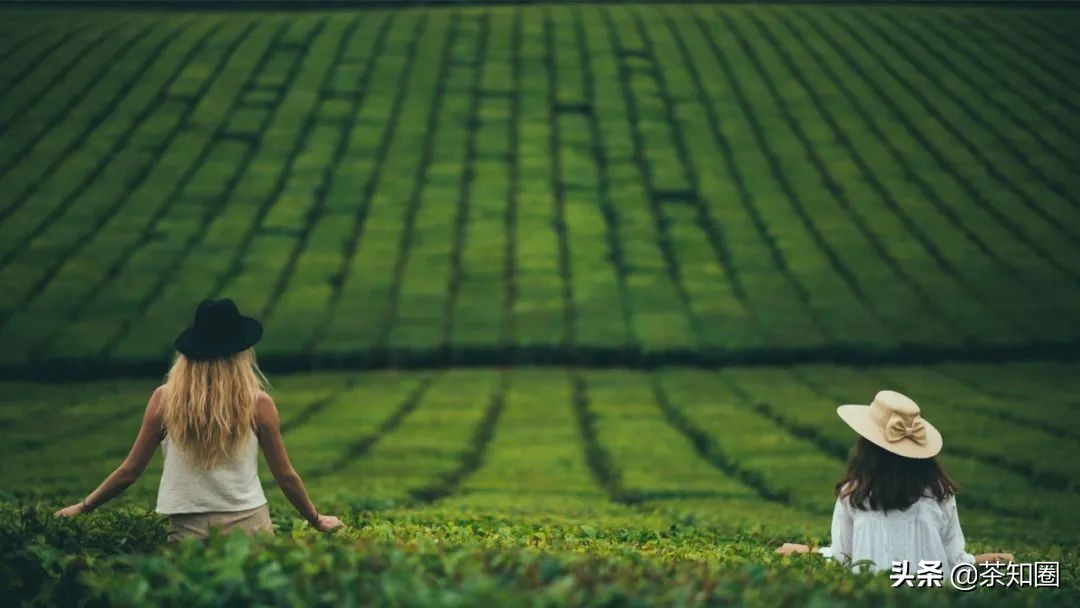 收藏茶都有哪些品牌,收藏茶叶推荐中茶