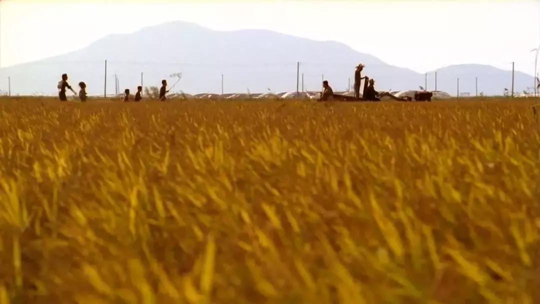 有生之年电视剧1-40集完整版,有生之年16集完整版