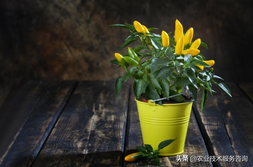 一年四季阳台可以种植的蔬菜,阳台蔬菜品种有哪些