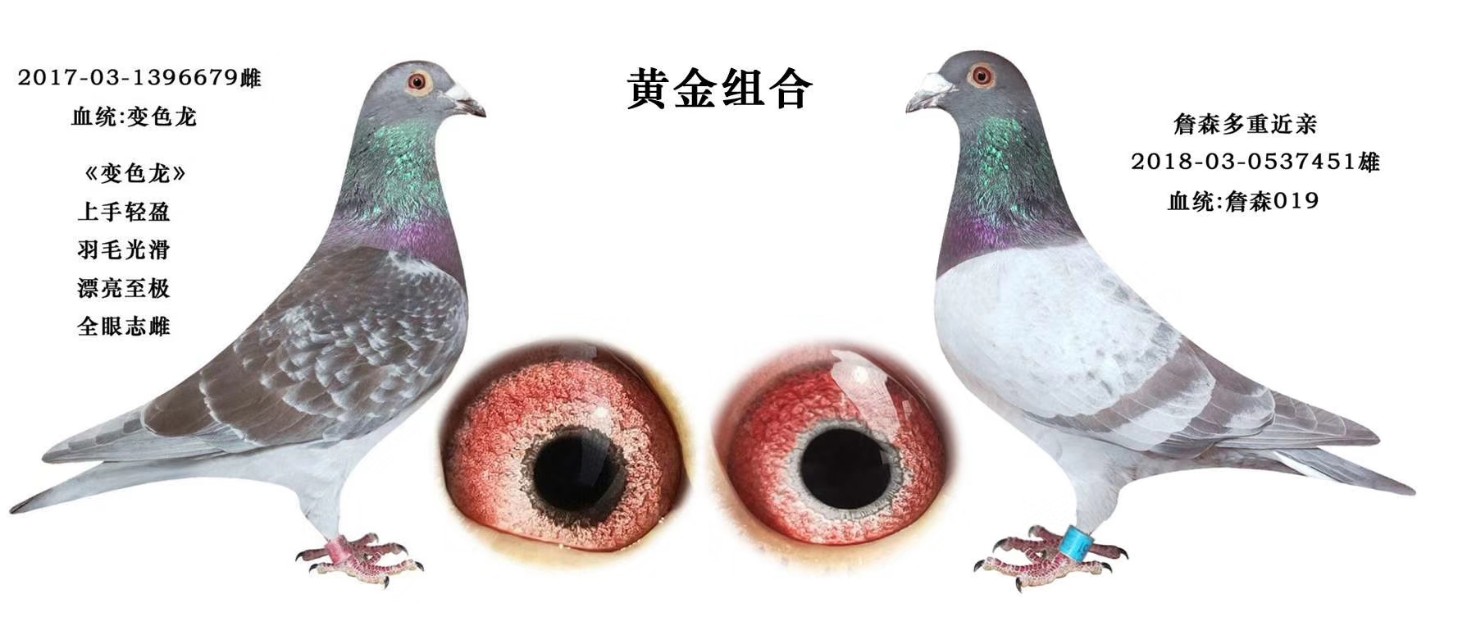 淇￠附姣嶅瓙閰嶅,淇￠附闅斾唬閰嶅