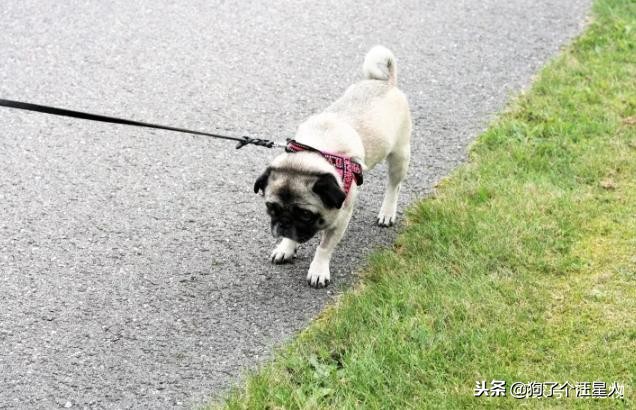 带狗狗散步为什么一直哼唧唧,狗狗散步的时候走得慢怎么回事