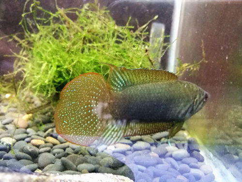 圆尾斗鱼能和泰国斗鱼杂交吗,圆尾斗鱼观赏鱼