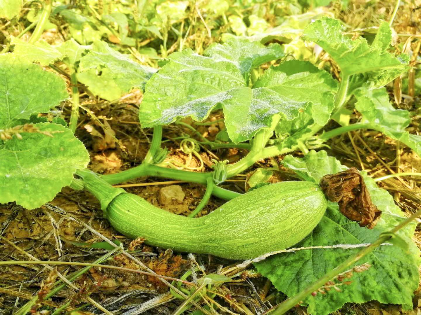 行走在乡村的感悟,行走在乡间感悟