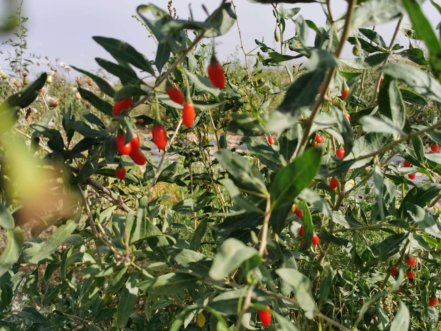 鬼哥的五万里D19金昌市永昌县-张掖市山丹县