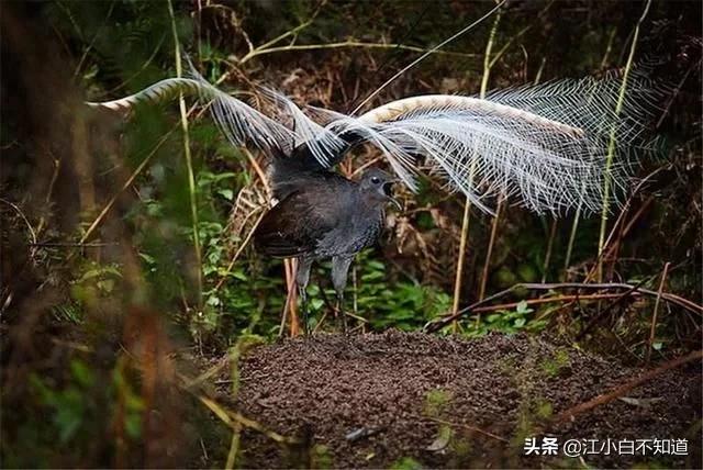 自然界中最伟大的语言学家，它模仿*技口**比鹦鹉厉害多了