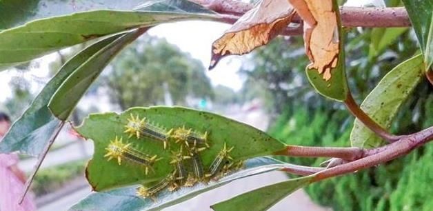 被搔角虫蛰解毒的土方,被人抓破了怎么处理