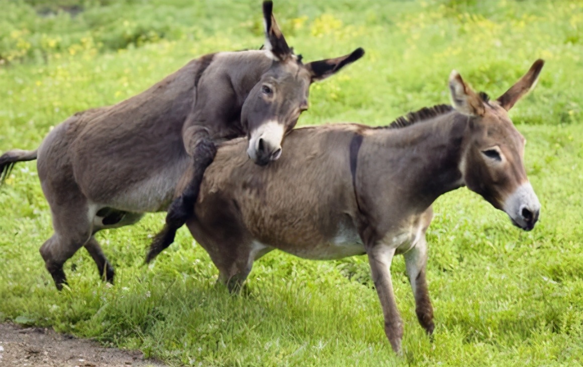 从奢侈品到生活必需品,从奢侈品到寻常物