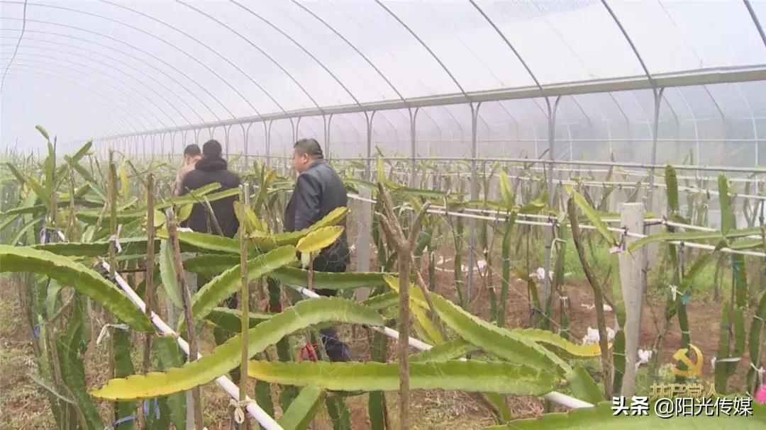 和新镇白腊村,和新镇书记