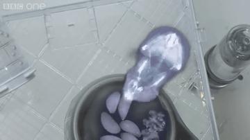 仓鼠为什么把食物都塞到嘴里面去,仓鼠为什么要往嘴巴里塞食物呢