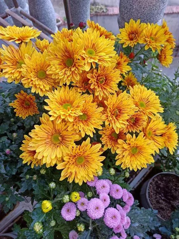 菊花的花蔫了怎么办,菊花凋谢后如何再次开花