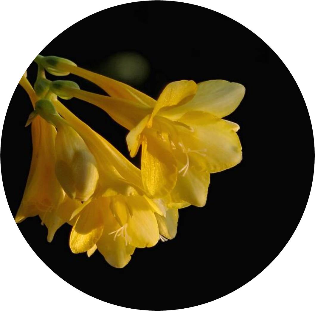 菊竹梅兰图欣赏,花中四君子的兰花图片