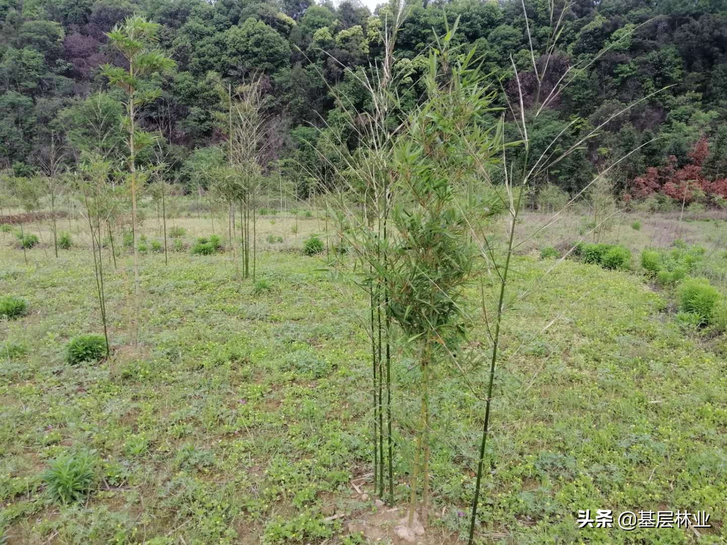 栽5棵竹子多久能成林,栽一棵竹子苗几年能长出小竹子来