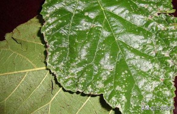 桑树卷叶病防治用的什么药,桑树叶子常见病害有哪些