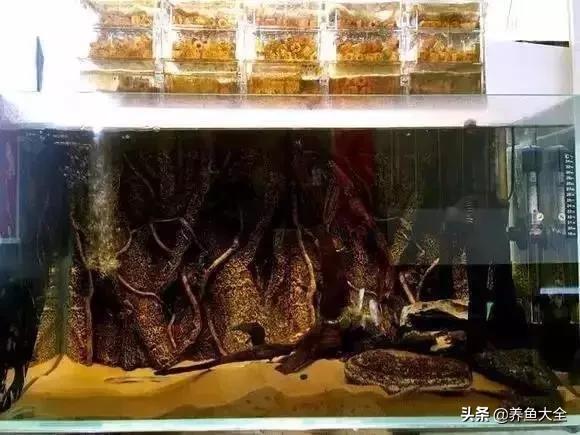 养鱼大神都养什么鱼,鱼缸养鱼都有哪些鱼