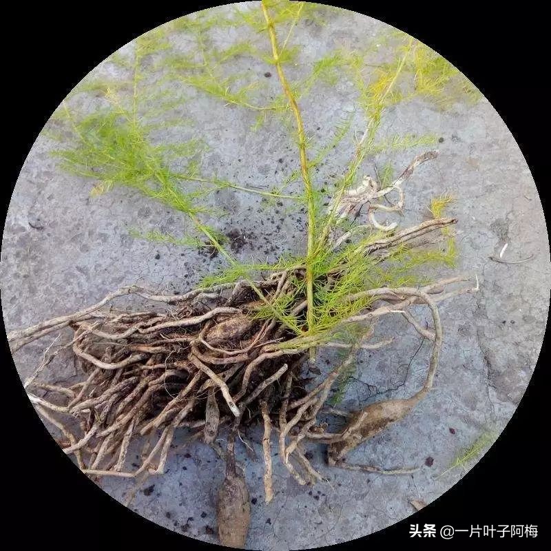 文竹养鱼缸能净化水质吗,文竹盆栽好养吗