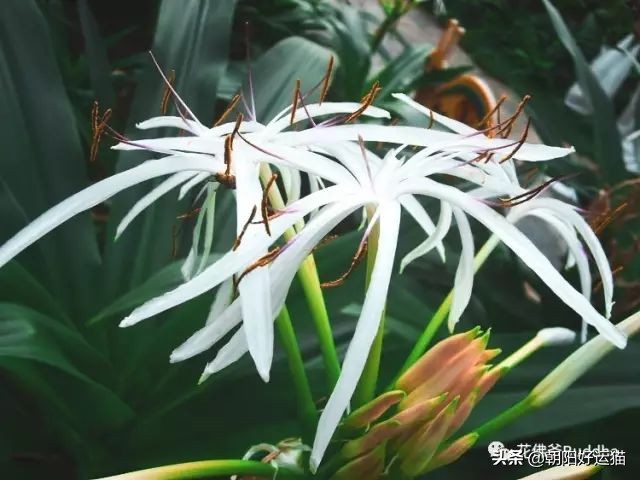 你见过如此珍贵的兰花吗,带你了解兰花