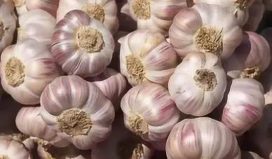 大蒜如何保存不长大蒜芽,做大蒜生意大蒜怎样保存