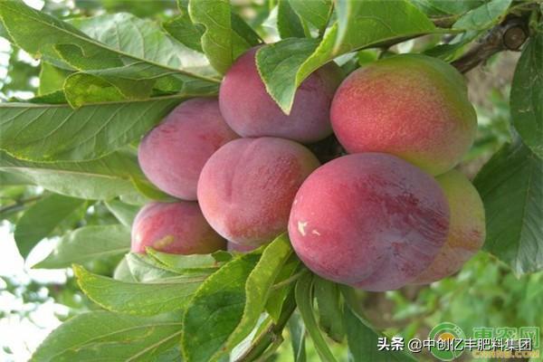 西梅产地在我国什么地方可以种,西梅可以种植的地区有哪些