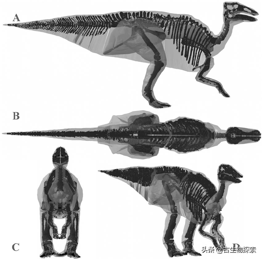 地球上首个恐龙木乃伊,恐龙木乃伊之谜