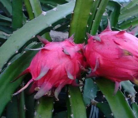 试婚和闪婚有什么禁忌,试婚和正式婚姻