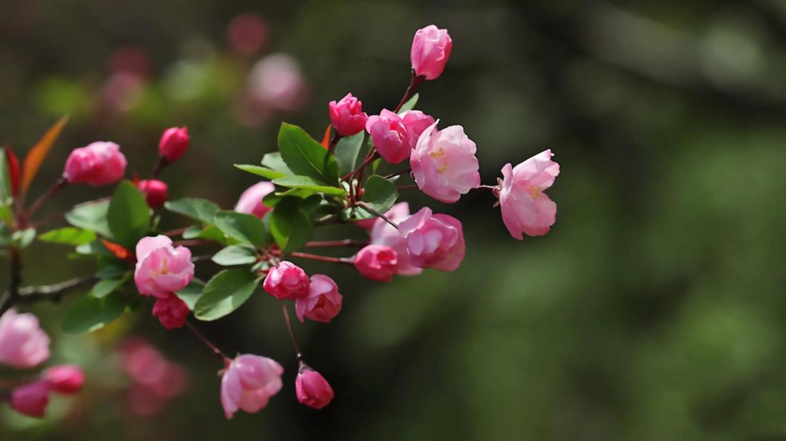 客厅高档上档次兰花盆,仿真兰花高档上档次