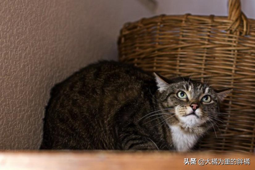 猫咪夹夹子是什么原因,猫咪夹尾巴什么意思