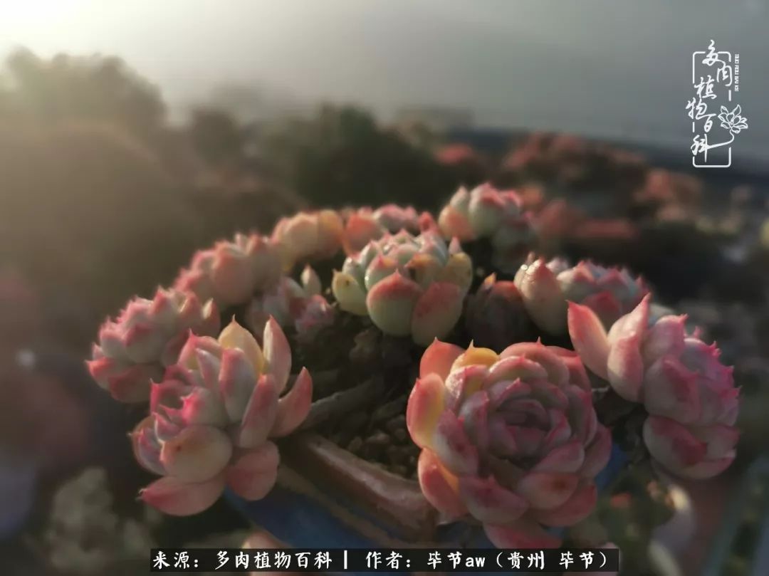 有多少次的会心一笑，全因多肉！那是一种心间流出的甜