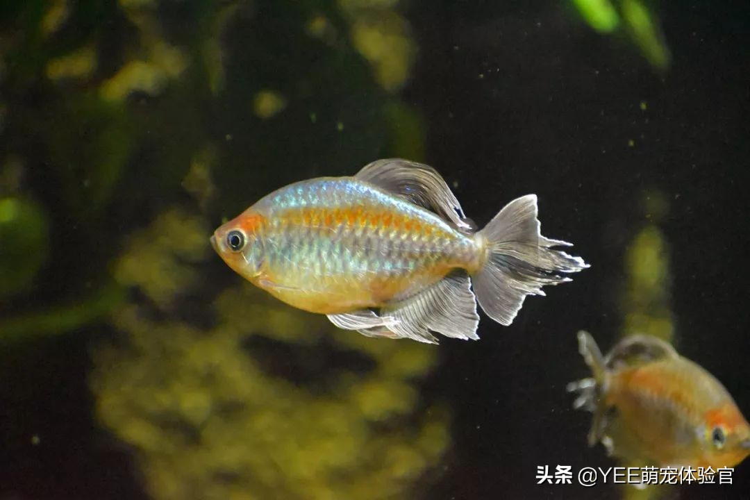 网购观赏鱼需要注意的几点事项,网上购买观赏鱼的危害