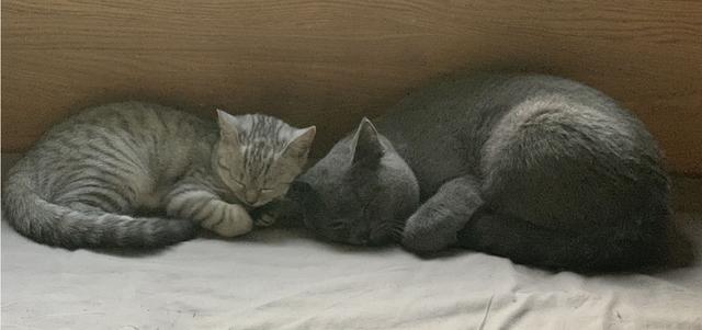 为什么要打完疫苗才能给宠物绝育,为什么这么多人都想给宠物做绝育