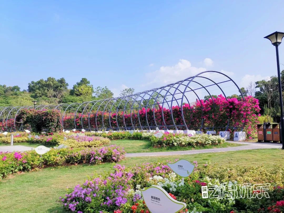 深圳最美簕杜鹃谷公园花海,宝安区花海赏花景点