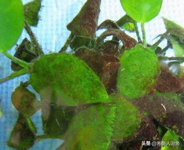 鱼缸爆藻是不是水绿了才能爆藻,鱼缸爆藻对龟有影响吗