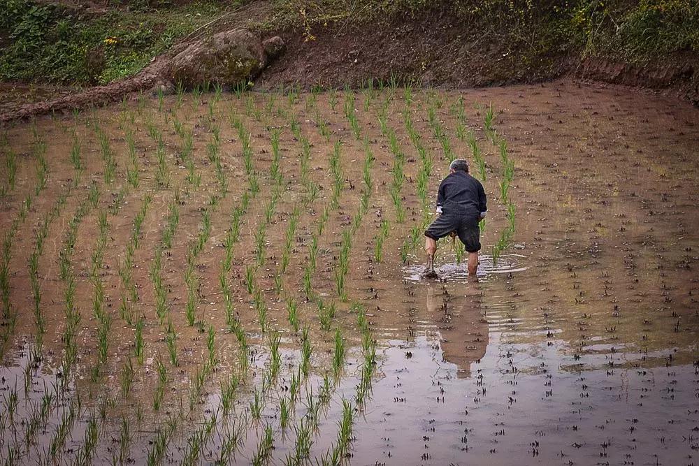 渝北枇杷正黄，冒冒失失穿越铁壁、胜保、斗碗三寨