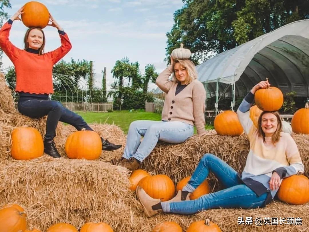 南瓜大作战攻略,南瓜大作战有几个地点