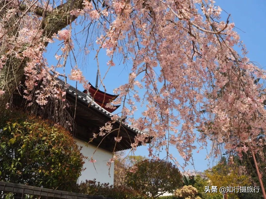 日本樱花季是八月几号,2020年日本樱花花期表