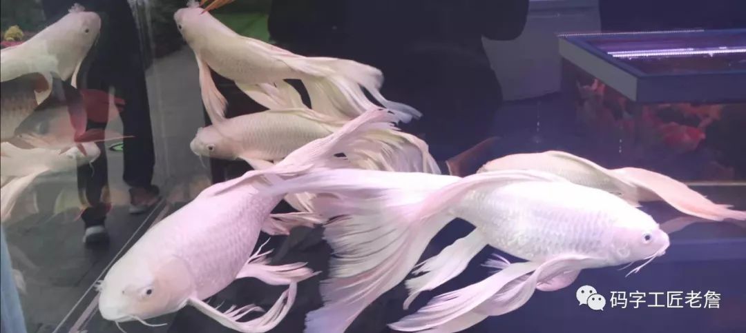 北京新发地花卉创意园,北京城南创意花卉园