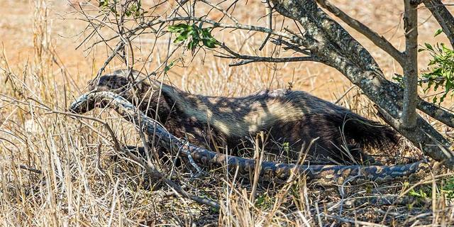 非洲岩蟒是平头哥天敌？平头哥怒啃岩蟒，展示“非洲一哥”的实力