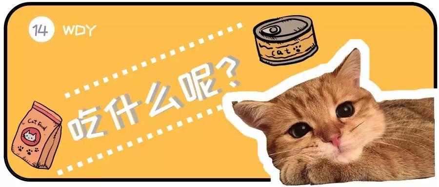 猫干粮和罐头的占比,猫罐头干的好还是稀的好