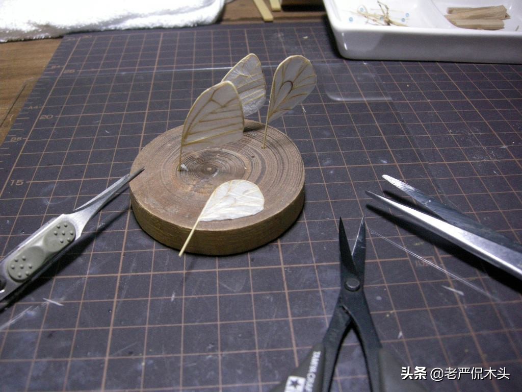 昆虫标本树脂竹节虫,昆虫标本制作竹节虫