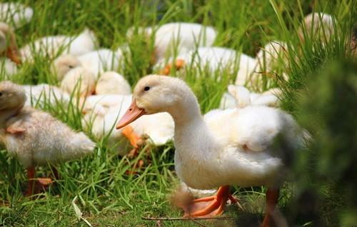 鸭流感防治方法,怎样预防鸭流感