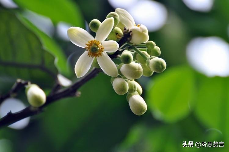 橘柚花诗词精选一十八首蓼岸风多橘柚香，堪怜堪爱还堪惜
