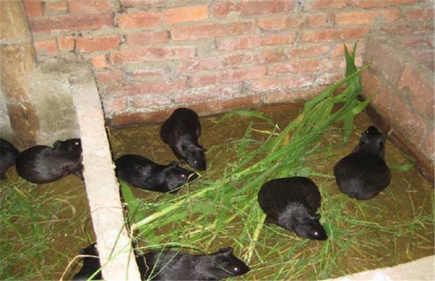 黑豚鼠养殖方法和注意事项,黑豚鼠养殖技术与疾病的关系图