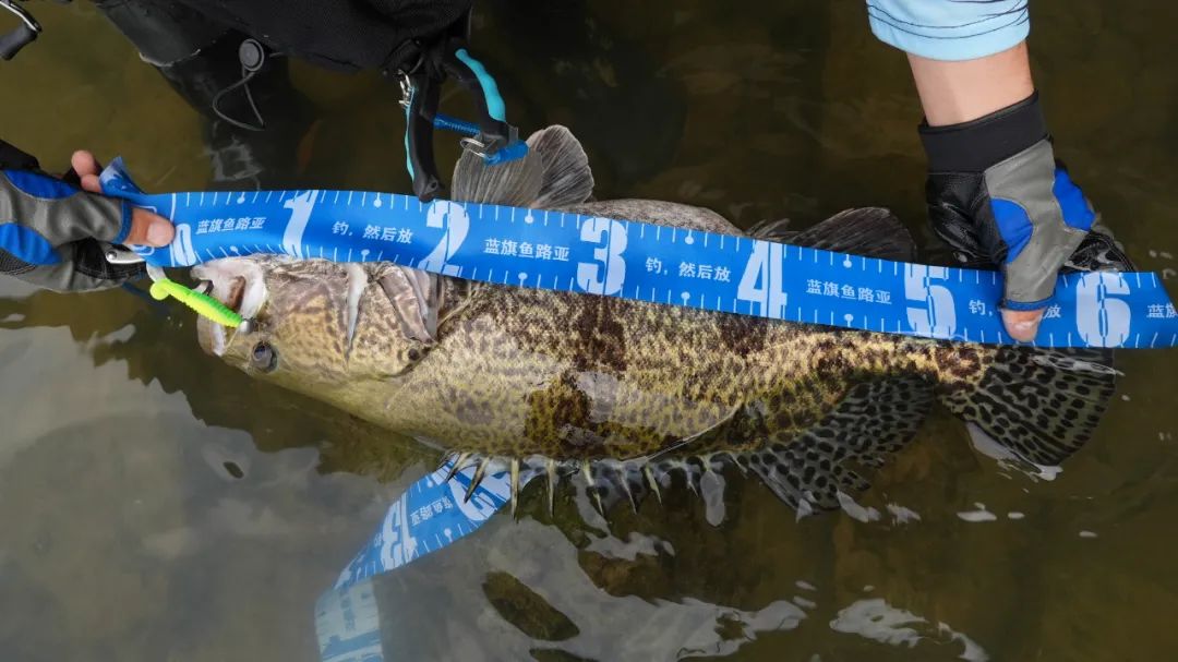 桥桩路亚鳜鱼后多久有鱼,铅头软饵钓鳜鱼手法