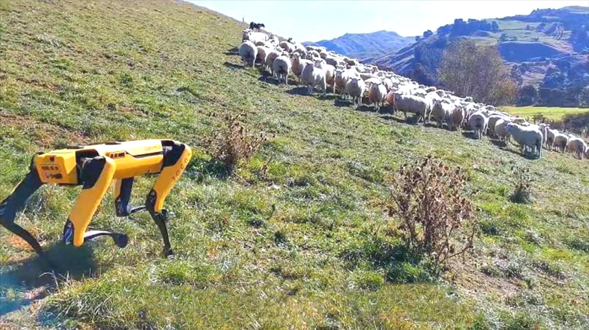 鍥藉鐢ㄦ満鍣ㄧ嫍鏀剧緤,鍥藉鐢ㄦ満鍣ㄧ嫍鏀剧緤瑙嗛